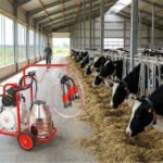 İnek Süt Sağma Makinesi Seçimi: Kuru Tip mi, Yağlı Tip mi?